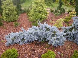 We did not find results for: The Blues Colorado Blue Spruce Katsura Gardens