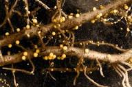 Potato farmers conquer a devastating worm—with paper made from bananas | Science | AAAS