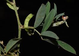 Image result for Indigofera hochstetteri