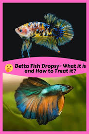 Betta Fish Dropsy What It Is And How To Treat It In 2020 Betta Fish Betta Betta Fish Tank