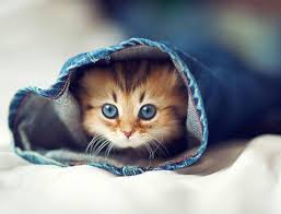 Masumiyetiyle Tum Duygularinizi Yerle Bir Eden Kedi Yavrulari Icin 9 Bakim Onerisi Listelist Com