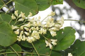 Image result for Dalbergia