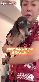 犬 歯磨き中国