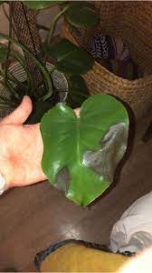 We did not find results for: What S Wrong With My Monstera Monstera Leaf Troubleshooting