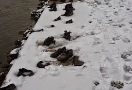 תוצאת תמונה עבור תמונת הנפת דגל ענק באצטדיון