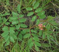 Image result for Indigofera astragalina
