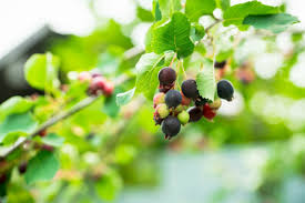 4 to 6 ft description: Growing Saskatoon Serviceberry Amelanchier Alnifolia Thriftyfun