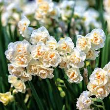 Allium Ampeloprasum Easy To Grow Bulbs Narcissus Daffodils
