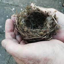 So, the answer to the question of can i move a bird's nest is 'no', not at least until the eggs have hatched and the young have flown the nest and there is no risk of. Qlt1mnxuyyupgm