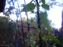 Image result for Riocreuxia torulosa