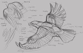 A Collection Of Anatomy And Pose References For Artists Animal Sketches Eagle Drawing Animal Drawings