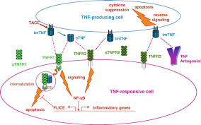 Image result for TNF Inhibitor