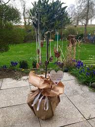 Olivenbaum Als Geschenk Geschenke Geschenk Hochzeit Hochzeitsgeschenk