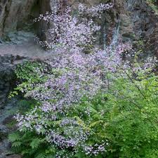 Image result for Thalictrum