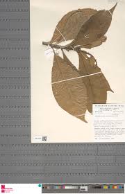 Image result for Argomuellera