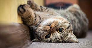 ruyada kedi gormek ne anlama gelir ruyada kedi sevmek kedi isirmasi kedi tirmalamasi ruya tabirleri son dakika haberler