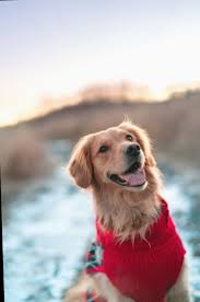 Cute dog wallpapers and stock photos. Puppy Dog Wallpaper Ipad Pets Lovers