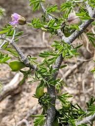 Image result for Monsonia angustifolia