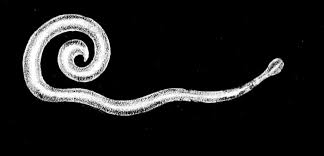 Bien que l'hydrogène et le méthane contenus dans les gaz intestinaux soient inflammables, émettre des gaz à proximité. Oxyurose Wikipedia