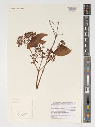 Image result for Psorospermum mechowii