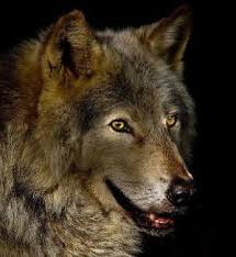 Pin By On Lupi Wolf Love Wolf Photos Wolf World