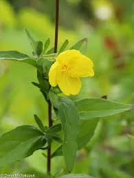 Image result for Oenothera tetraptera