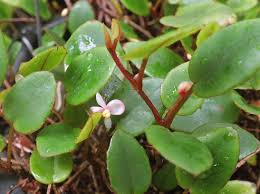 Image result for Begonia elaeagnifolia