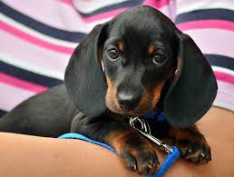 Almanya Da Dachshund Sosis Kopek Muzesi Acildi