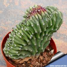 If the apical meristem gets munched on by. Lophocereus Schottii Forma Cristata Cactus Art Nursery