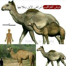 امراض الابل وعلاجها photos facebook