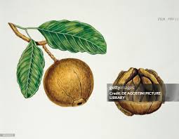 Image result for Lecythidaceae