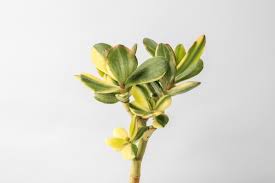 Image result for Crassula alba