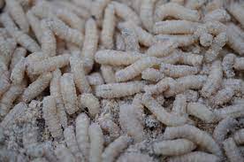 I swept the kitchen, the hall way and bathroom floor collected all that i found put them back in the garabge tied the bag shut and stuck it outside. Maggot Facts Where They Come From And How To Get Rid Of Them Dengarden