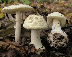 1.kania przede wszystkim jest zwykle o wiele większa od muchomora. Muchomor Cytrynowy Wikipedia Wolna Encyklopedia