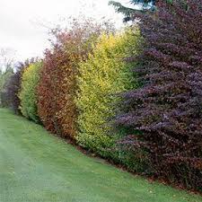 If the roots are compacted to the soil from the pot, tap the roots with a gardening cultivator or claw to loosen them from the dirt.10 x research source. Don T Build A Fence Plant A Hedgerow Instead Trulysavvy Net Garden Hedges Living Fence Fence Plants