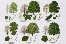 british tree leaf biological science picture directory