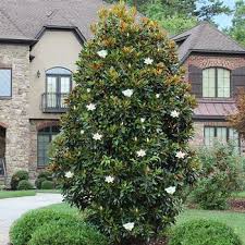 Japanese blueberry tree is a favorite in our office. Japanese Blueberry Trees For Sale Fastgrowingtrees Com