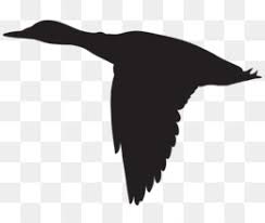 Materi burung berwarna warni elemen grafis templat png. Siluet Burung Unduh Gratis Burung Halloween Siluet Menangis Halloween Penyihir Siluet Burung Gambar Png