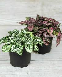 Image result for Hypoestes phyllostachya