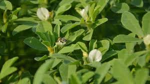 Image result for Trigonella foenum-graecum