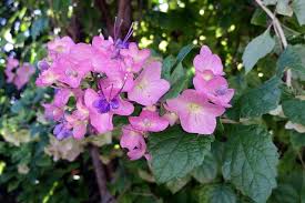 Image result for Karomia tettensis