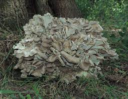 In trying to locate what variety it was i haven't seen a picture listed. Hen Of The Woods Maitake Sheep S Head Mushroom Identification Health Benefits Learn Your Land