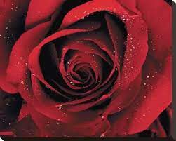 Download and view red rose wallpapers for your desktop or mobile background in hd resolution. Pin By Mary Alice Gibson On Red Makes Me Smile In 2021 Red Roses Wallpaper Red Roses Rose Wallpaper