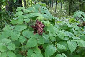 Image result for Scleria racemosa