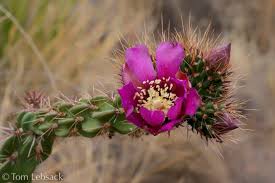 Image result for Opuntia imbricata