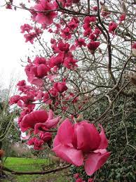 Posts About Magnolia Black Tulip On Tikorangi The Jury Garden Growing Tulips Flowering Trees Trees To Plant