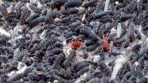 Belgica antarctica, the antarctic midge, is a species of flightless midge, endemic to the continent of antarctica. Video To Antarctica And Back The Search For Belgica Antarctica Diptera Chironomidae Uctv University Of California Television
