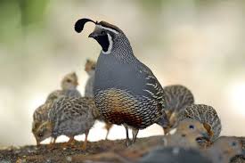 Birds That Start With R Michael R Duuncan California Quail Pet Birds Backyard Birds Beautiful Birds