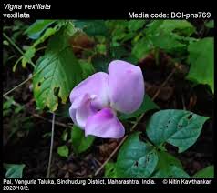 Image result for Vigna vexillata