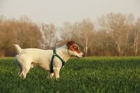 La trombocitopenia es un padecimiento del funcionamiento inmune del perro y, aunque puede resultar una enfermedad común en estos animales, su diagnóstico suele ser complicado de realizar y. Alteraciones De Solfa Syllable Serie Roja Y De Las Plaquetas Que Es La Trombocitopenia En Perros